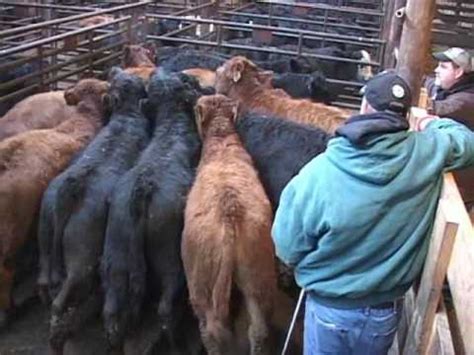 If you’re considering buying cattle and other livestock to raise and sell or for your own homestead, you may want to purchase them at a livestock auction. Before you go to the auct...
