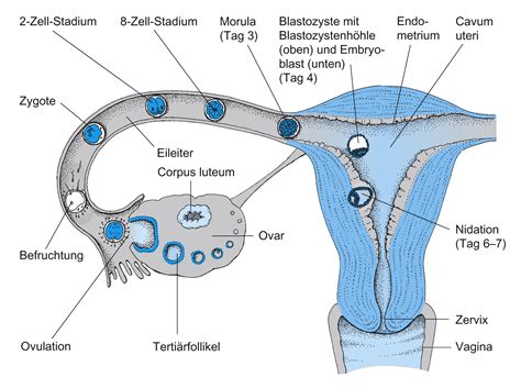 Zur biologie der fibromyome des uterus. - El lenguaje secreto del sueño una guía para parejas.