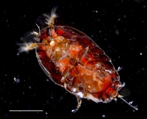 Zur kenntnis der harpacticiden portugals (crustacea, copepoda). - Foods that heal a guide to understand and using the healing powers of natural foods.