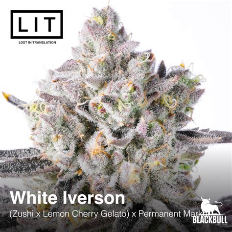 Zushi seeds.  
 White Iverson LIT Farms Feminized Seeds.