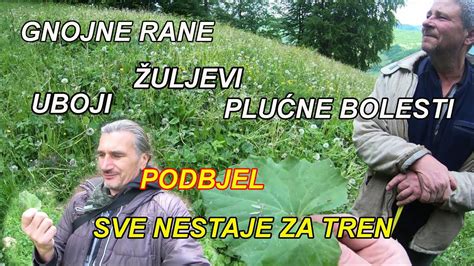 Zuti gnoj iz rane. .  ...