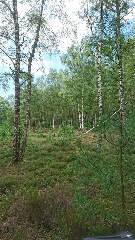 Zwarte Dennen Mountain Bike Trail in Punthorst, Netherlands ...