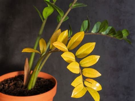 Zz plant leaves turning yellow. Increase watering if plant is grown in brighter light. Light: Can grow in low light but prefers medium bright light. Temperature: Best growth in temperatures over 18C. Fertilizer: All purpose fertilizer once a month in … 