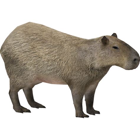 🔥 _Capybara0_0 Onlyfans Leak XXX 181 Pics