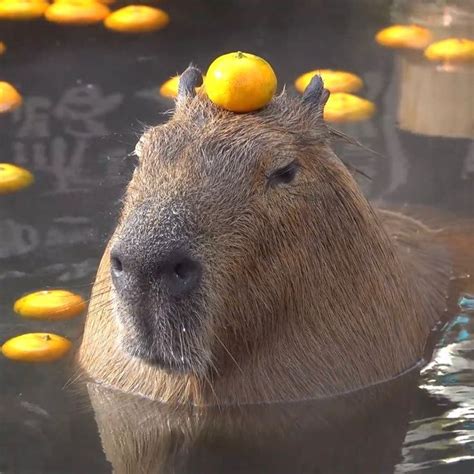 💦 _Capybara_ Leaked (SEX) 250 Pics