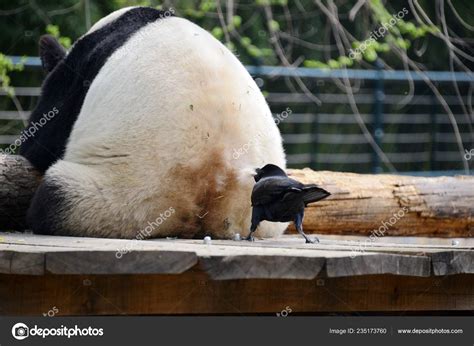 🍌 [HD] _Panda_Butt_ Onlyfans Leaked