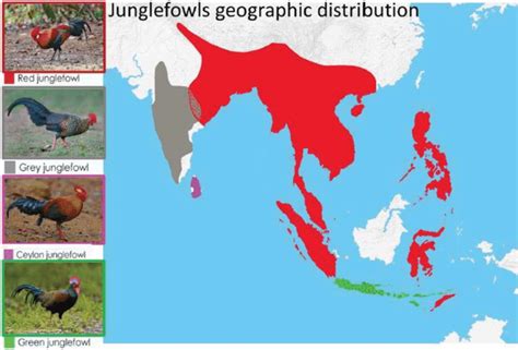 a The geographic distribution of the four junglefowl …