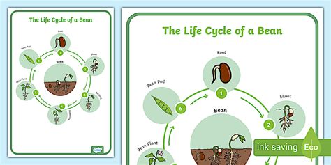 A Bean's Life Cycle ( Explore Life Cycles)