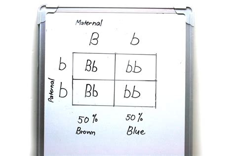 A Beginneru0027s Guide To Punnett Squares Youtube Science Punnett Squares - Science Punnett Squares