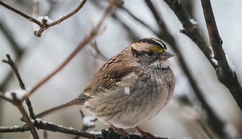 A Bird Sitting On A Branch Quote