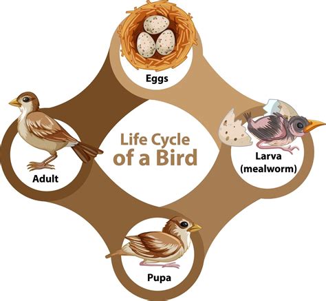 A Bird X27 S Life Cycle Explained Bird Lifecycle Of A Bird - Lifecycle Of A Bird