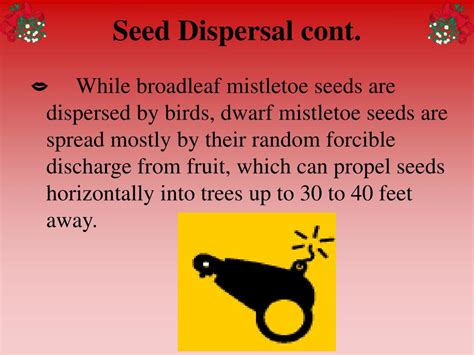 a black jack seed is dispersed by vhjl canada