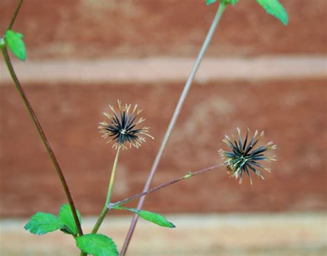 a black jack seed is dispersed by xfsd france