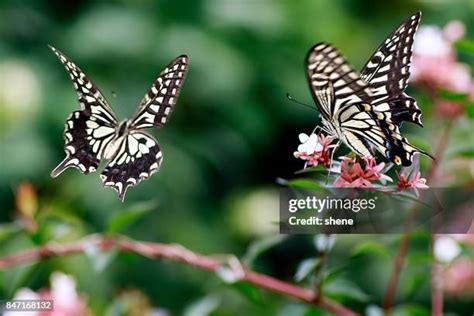 A Butterfly Flaps Its Wings Quote