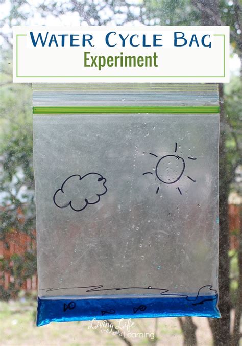 A Captivating Water Cycle Bag Experiment For Kids Water Cycle In A Bag Worksheet - Water Cycle In A Bag Worksheet