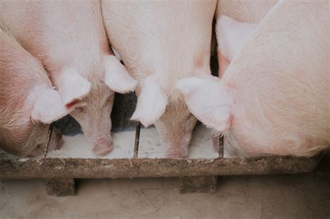 A Cash Hog Type Of Business