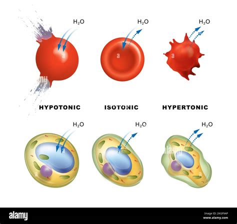 A Cell In A Hypertonic Solution Will