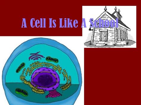A Cell Is Like A School Worksheet Cell Organelle Worksheet High School - Cell Organelle Worksheet High School