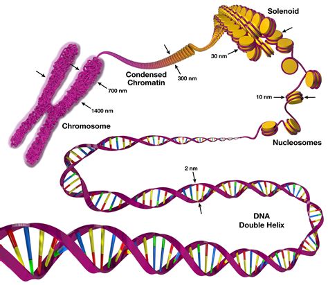 A Chromosome Study The Biology Corner Chromosome Matching Worksheet - Chromosome Matching Worksheet