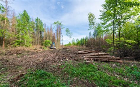 a clearing in the forest law life and mind