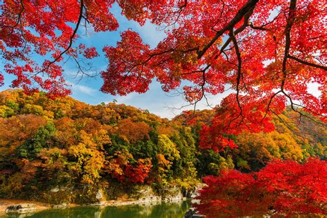 A Complete Fall Color And Autumn Leaf Viewing The Science Of Fall - The Science Of Fall