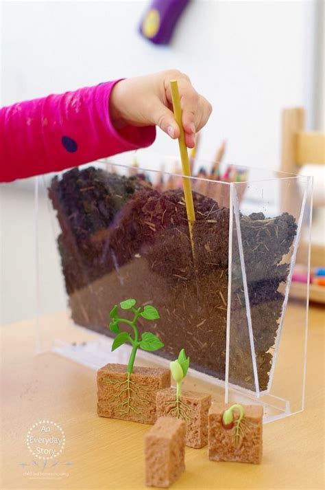 A Desert Plant Experiment Lesson Science And Technology Desert Science Experiments - Desert Science Experiments