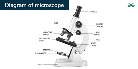 A Diagram Of A Microscope With Labels