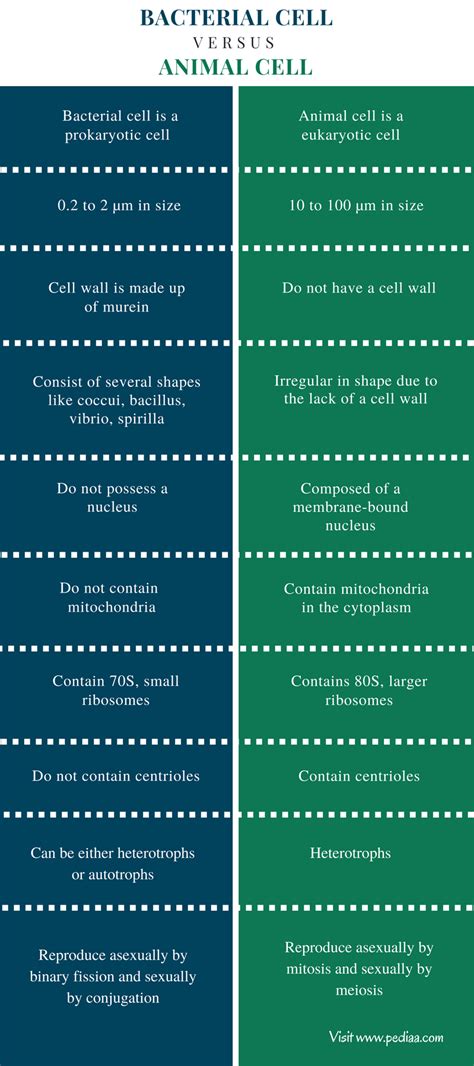 A Difference Between Bacterial And Eukaryotic Translation Is