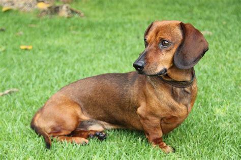 A Dog Is The Only Thing On Earth