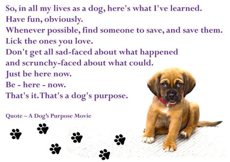 A Dogs Purpose Quote