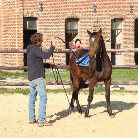 a ducation du jeune cheval ou les secrets de l a