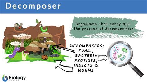 A Example Of A Decomposer