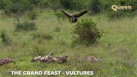 A Feast Of Vultures
