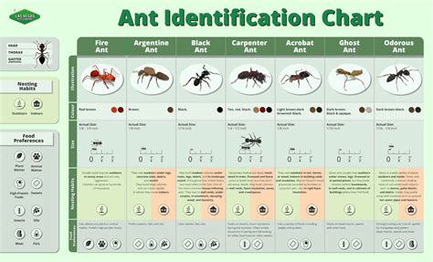 A Field Guide To The Ants Of New Edu Science Ant Farm - Edu Science Ant Farm