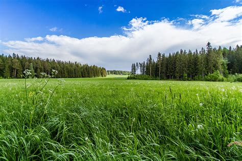 A Field To Forest Trees Of Northern Thailand