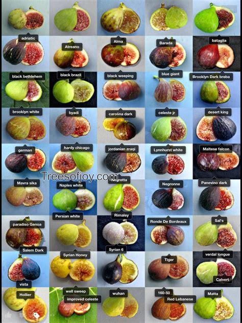 A Fig For All The Devils