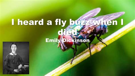A Fly Buzz When I Died