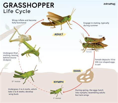 A Grasshopper Life Cycle
