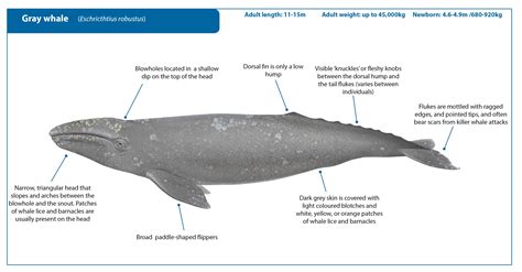 A Gray Whale Performs A Pole Dance