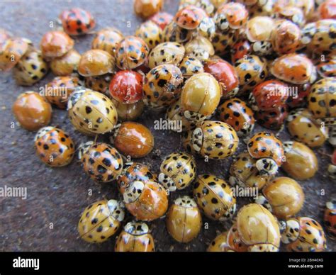 a group of ladybirds is called a loveliness