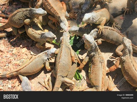 A Group Of Lizards