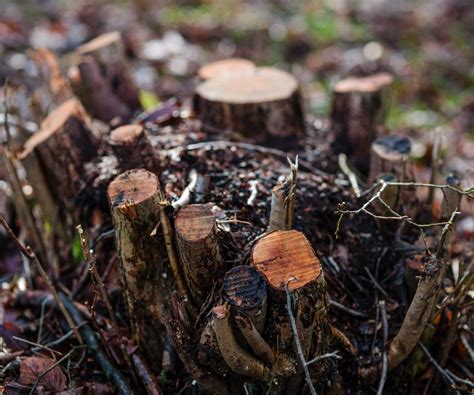A Guide To Coppicing