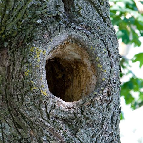 A Hollow Tree