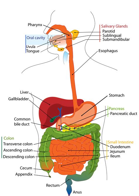 A Labelled Diagram Of Digestive System With Detailed Labeled Diagram Of The Digestive System - Labeled Diagram Of The Digestive System