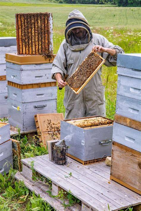 a levage des abeilles vous souhaitez da c buter e