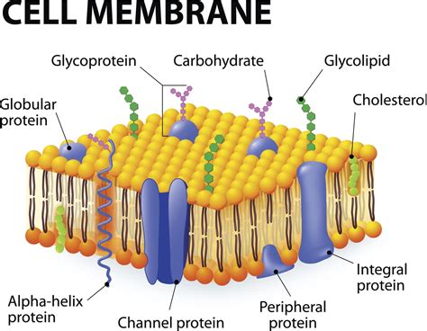 A Level Biology Cell Membrane Structure Worksheet Cell Membrane Worksheet Answers - Cell Membrane Worksheet Answers