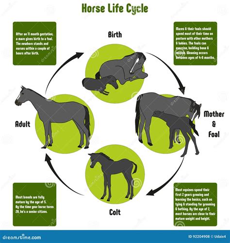 A Life Cycle Of A Horse   Horse Life Cycle Worksheets - A Life Cycle Of A Horse