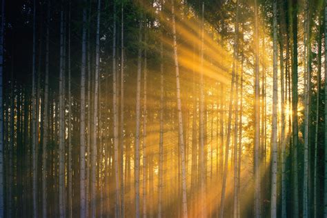 A Light Shining Through The Mist Photobiography Of
