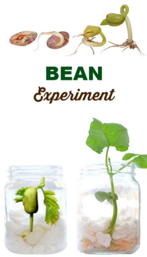 A Lima Bean Experiment Amp Lesson Plan For Lima Bean Science Experiment - Lima Bean Science Experiment