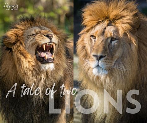 A Lions Tale Around The World In Spandex First Edition